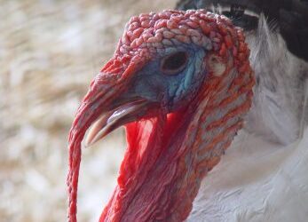 Gratitude is good for you