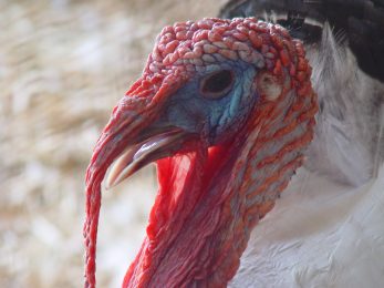 Gratitude is good for you