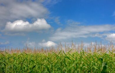 Coaching: Four essential elements