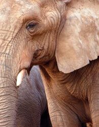 Identify your elephants