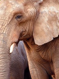 Identify your elephants