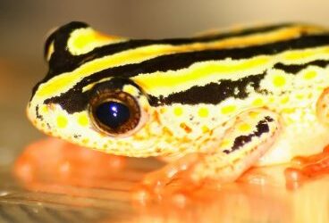 Act strategically. Eat the frog first.