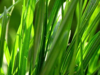 Feed high performance