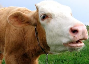 The interrupting cow