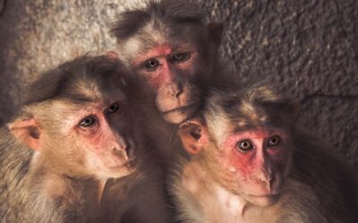 Change is hard – just ask monkeys