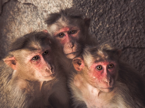 Change is hard – just ask monkeys