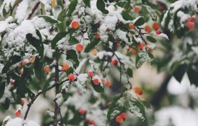 Wishing you peace and joy