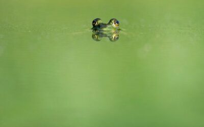 Sometimes a frog is not a frog