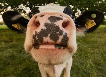 Moo: Leadership in the (literal) field