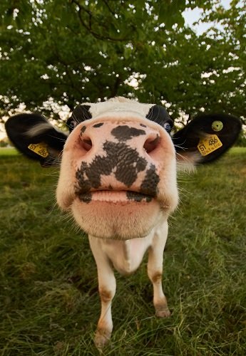 Moo: Leadership in the (literal) field