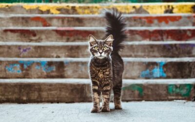 Make fear your friend